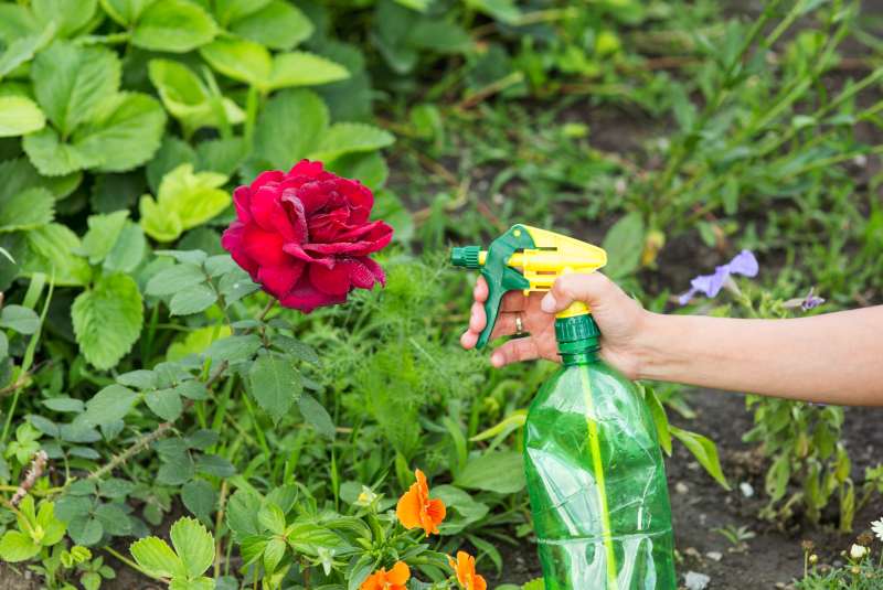 Róża na pniu: jak uprawiać i gdzie sadzić najpiękniejsze odmiany róż na pniu