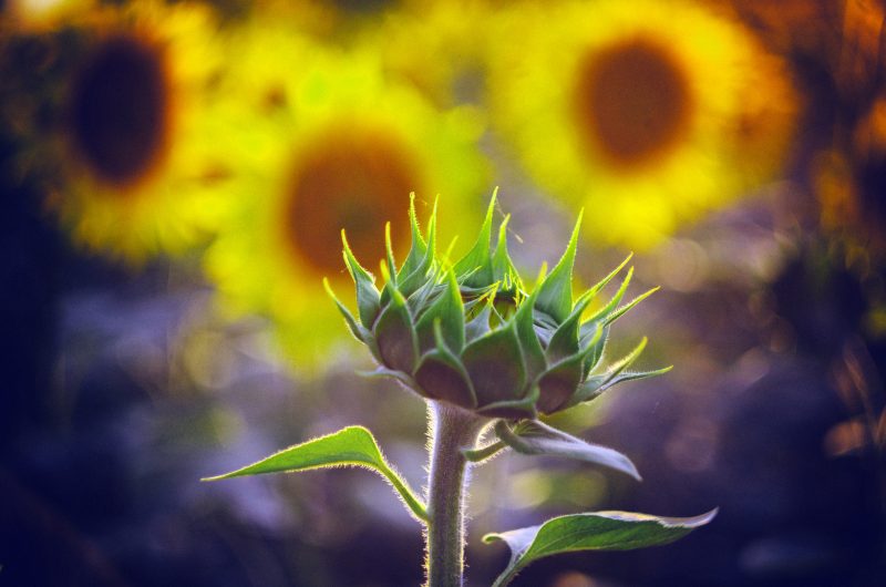 Słonecznica Delosperma- doskonała roślina na słoneczne rabaty i skalniaki