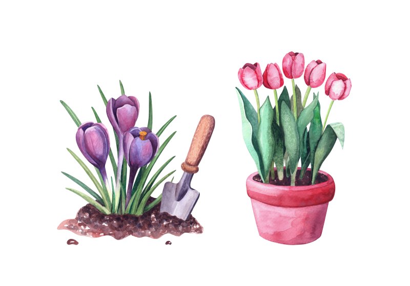 Jak sadzić tulipany w doniczce? Jak je uprawiać i przechować przez zimę?