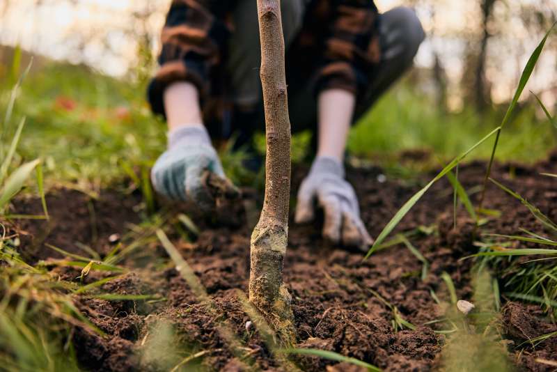 Idealne drzewo do żywopłotów i szpalerów – uprawa i wymagania dotyczące grabu
