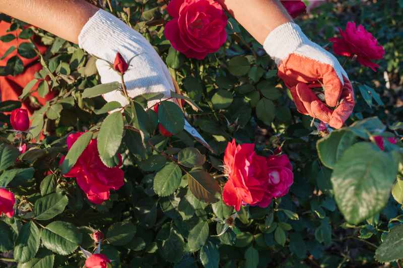 Sadzenie i pielęgnacja róż rabatowych – zasady uprawy i sprawdzonych odmian